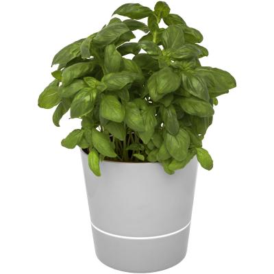 Image of Herbs single kitchen pot